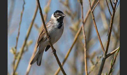 Rohrammer (Emberiza schoeniclus)