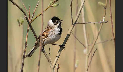 Rohrammer (Emberiza schoeniclus)