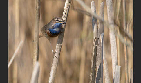 Weißsterniges Blaukehlchen (Luscinia svecica cyanecula)