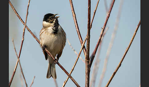 Rohrammer (Emberiza schoeniclus)