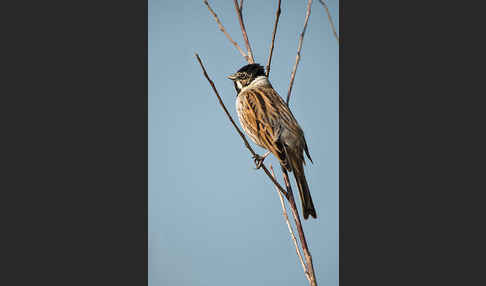 Rohrammer (Emberiza schoeniclus)