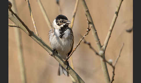 Rohrammer (Emberiza schoeniclus)