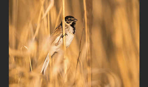 Rohrammer (Emberiza schoeniclus)