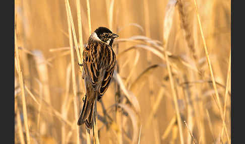 Rohrammer (Emberiza schoeniclus)