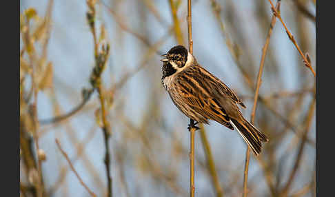 Rohrammer (Emberiza schoeniclus)