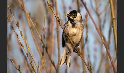 Rohrammer (Emberiza schoeniclus)