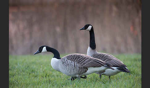 Kanadagans (Branta canadensis)