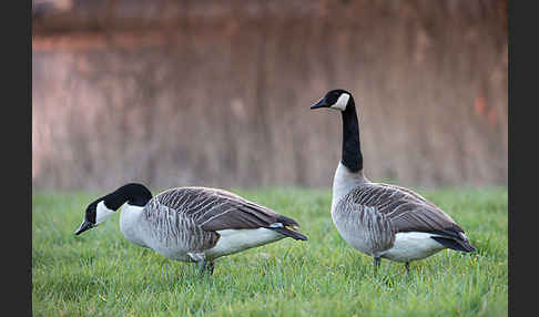 Kanadagans (Branta canadensis)