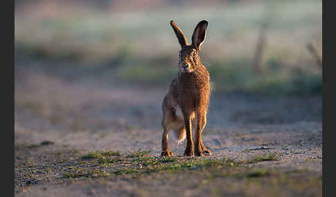 Feldhase (Lepus europaeus)