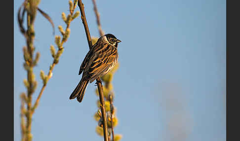 Rohrammer (Emberiza schoeniclus)