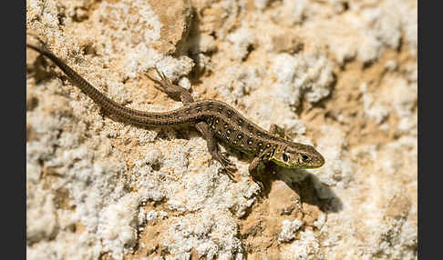 Zauneidechse (Lacerta agilis)