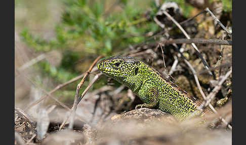 Zauneidechse (Lacerta agilis)