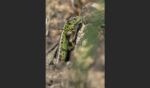 Zauneidechse (Lacerta agilis)