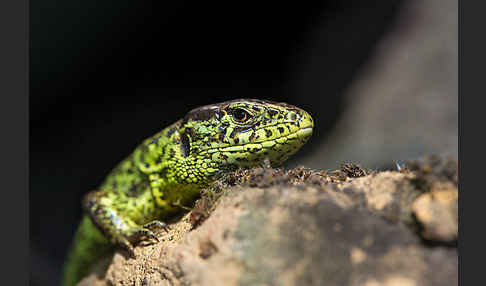 Zauneidechse (Lacerta agilis)