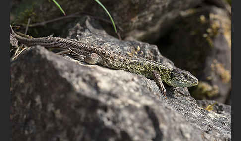 Zauneidechse (Lacerta agilis)