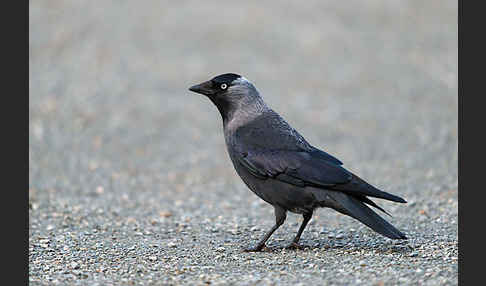 Dohle (Corvus monedula)