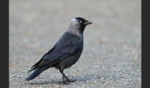 Dohle (Corvus monedula)