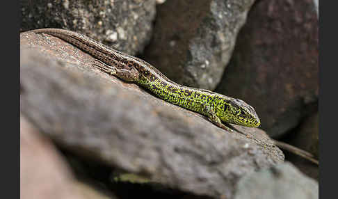 Zauneidechse (Lacerta agilis)