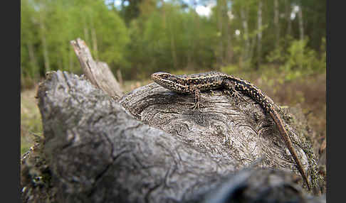 Waldeidechse (Lacerta vivipara)