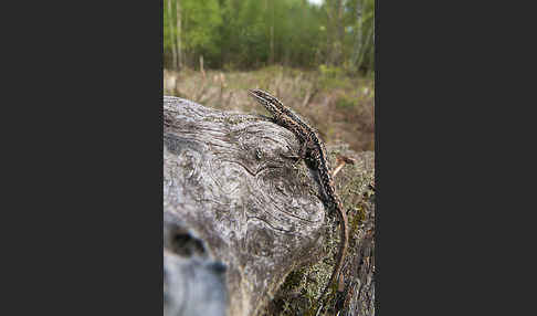 Waldeidechse (Lacerta vivipara)