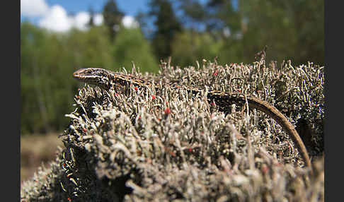 Waldeidechse (Lacerta vivipara)