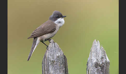 Zaungrasmücke (Sylvia curruca)