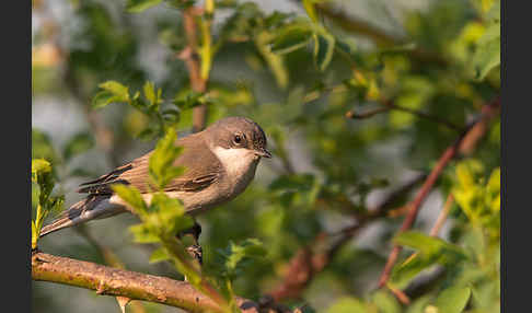 Zaungrasmücke (Sylvia curruca)