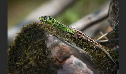 Zauneidechse (Lacerta agilis)