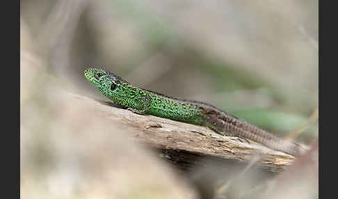 Zauneidechse (Lacerta agilis)