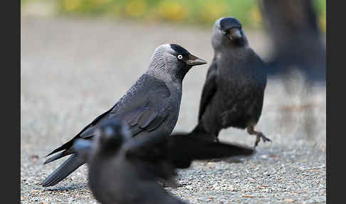 Dohle (Corvus monedula)