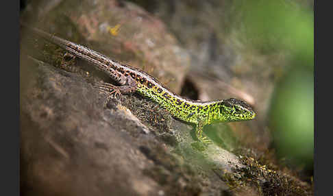 Zauneidechse (Lacerta agilis)