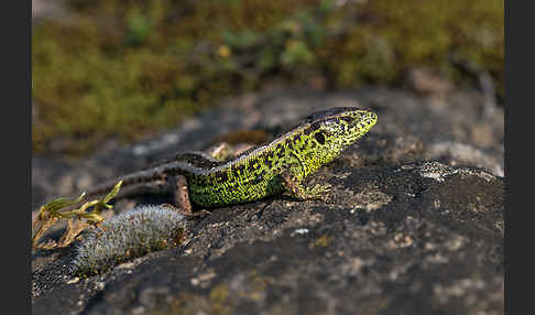 Zauneidechse (Lacerta agilis)