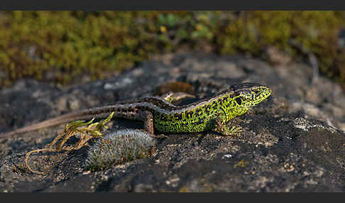 Zauneidechse (Lacerta agilis)