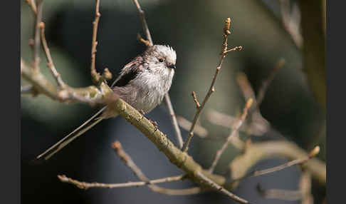 Schwanzmeise (Aegithalos caudatus)