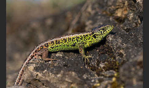 Zauneidechse (Lacerta agilis)