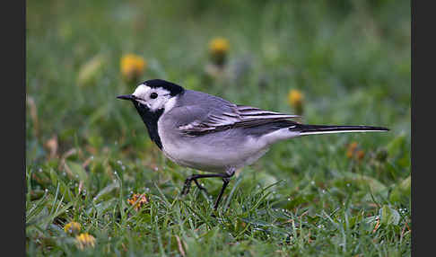 Bachstelze (Motacilla alba)