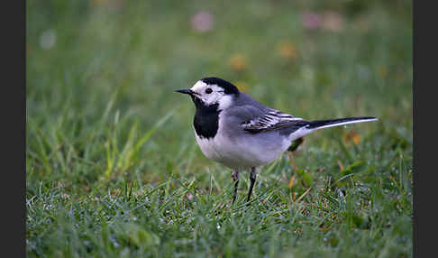 Bachstelze (Motacilla alba)