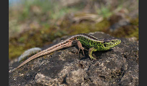 Zauneidechse (Lacerta agilis)