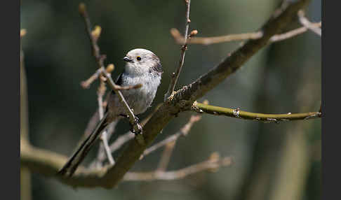 Schwanzmeise (Aegithalos caudatus)