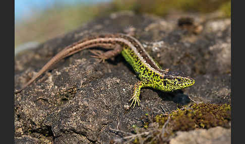 Zauneidechse (Lacerta agilis)