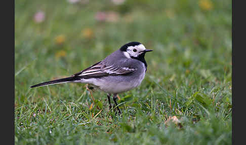 Bachstelze (Motacilla alba)