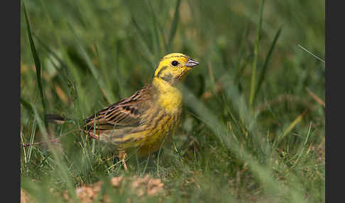 Goldammer (Emberiza citrinella)