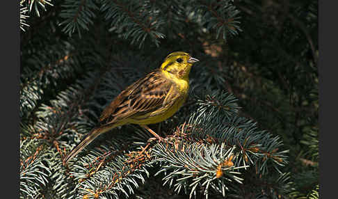 Goldammer (Emberiza citrinella)