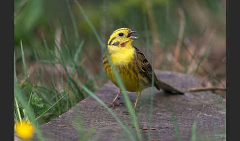 Goldammer (Emberiza citrinella)