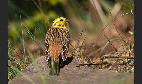 Goldammer (Emberiza citrinella)