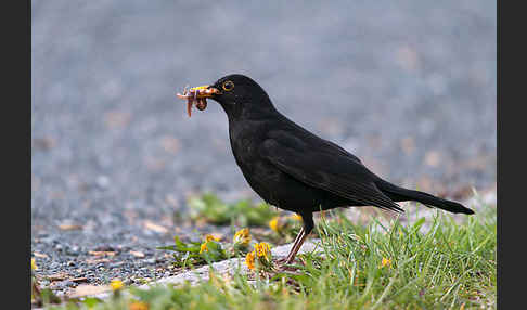 Amsel (Turdus merula)