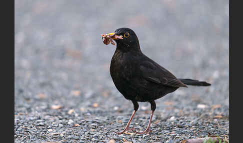 Amsel (Turdus merula)