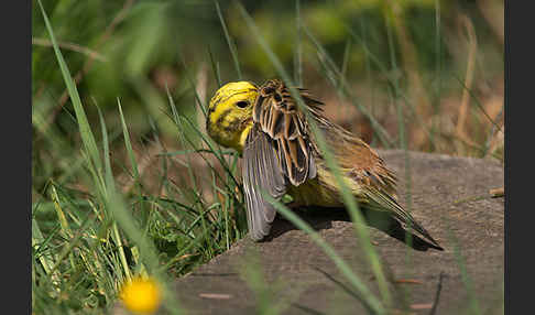 Goldammer (Emberiza citrinella)