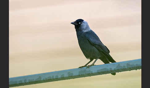 Dohle (Corvus monedula)