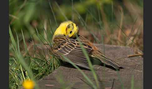 Goldammer (Emberiza citrinella)